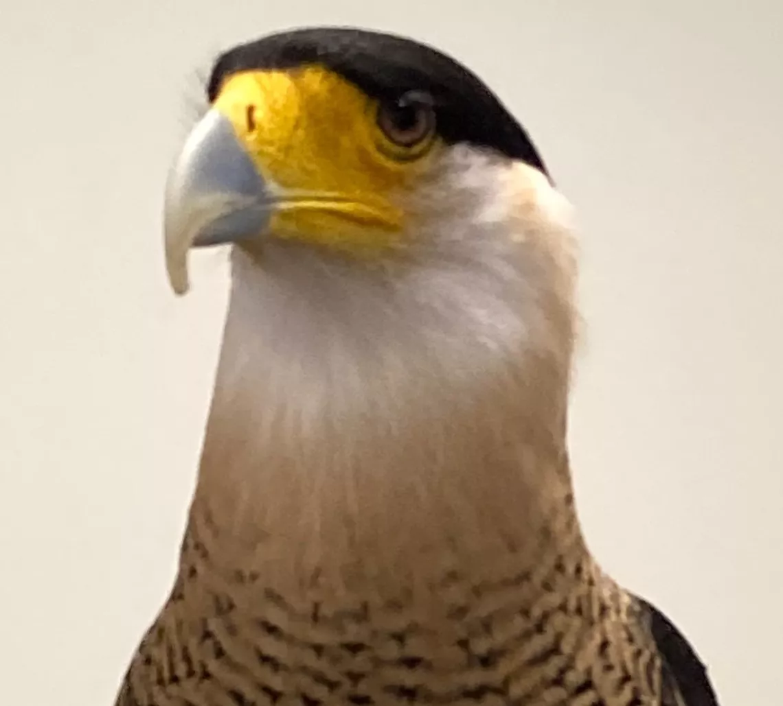 Caracara