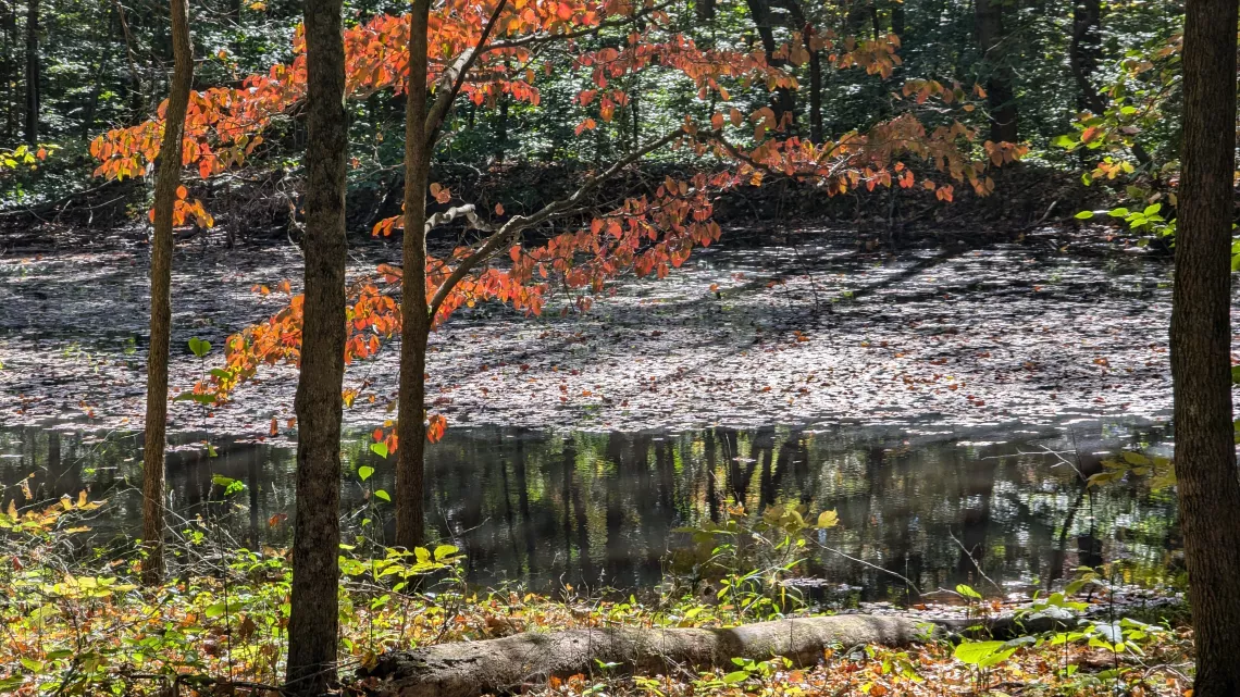 A wetland area in a forest. The leaves on the trees are orange and green, and the smatterings of grass around the wetland area is green.