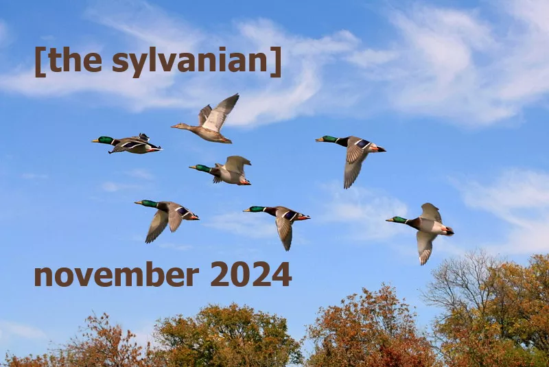 Flock of mallards against a blue sky