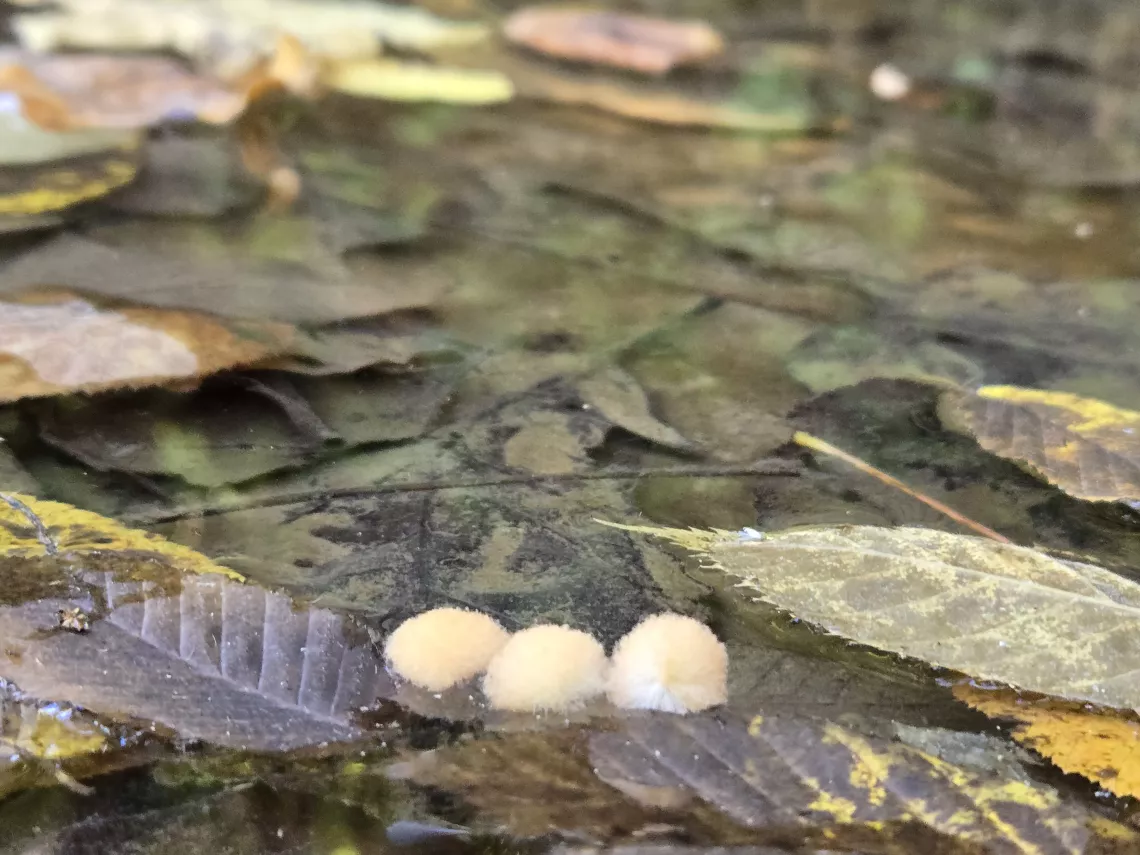 Oak galls floating on water