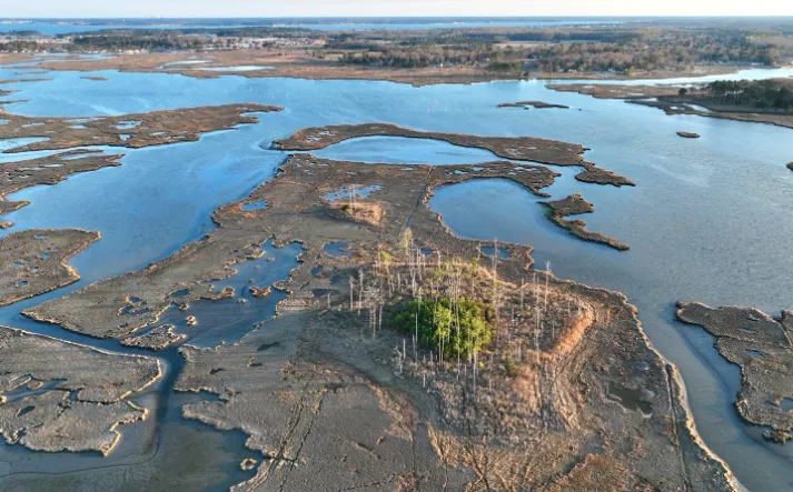 Saltwater intrusion driven by rising sea levels kills forests and wetlands throughout Delaware, destroying native habits and leaving the land more vulnerable to erosion. The damage pictured here is progressing along Herring Creek.  Photo Credit: Chris Driscoll