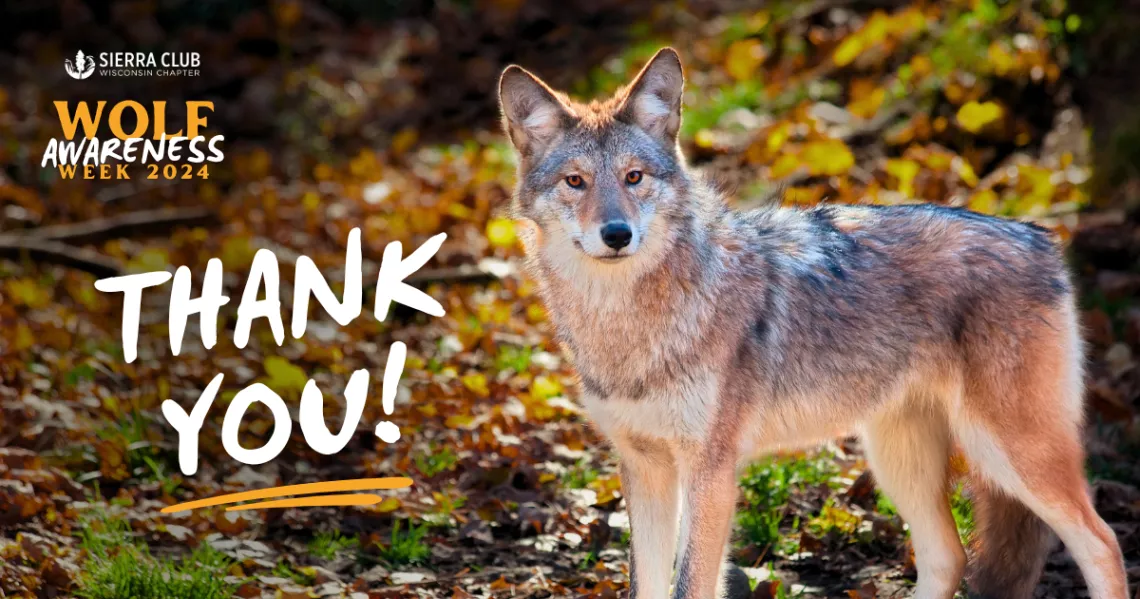 Thank You Wolf Awareness Week