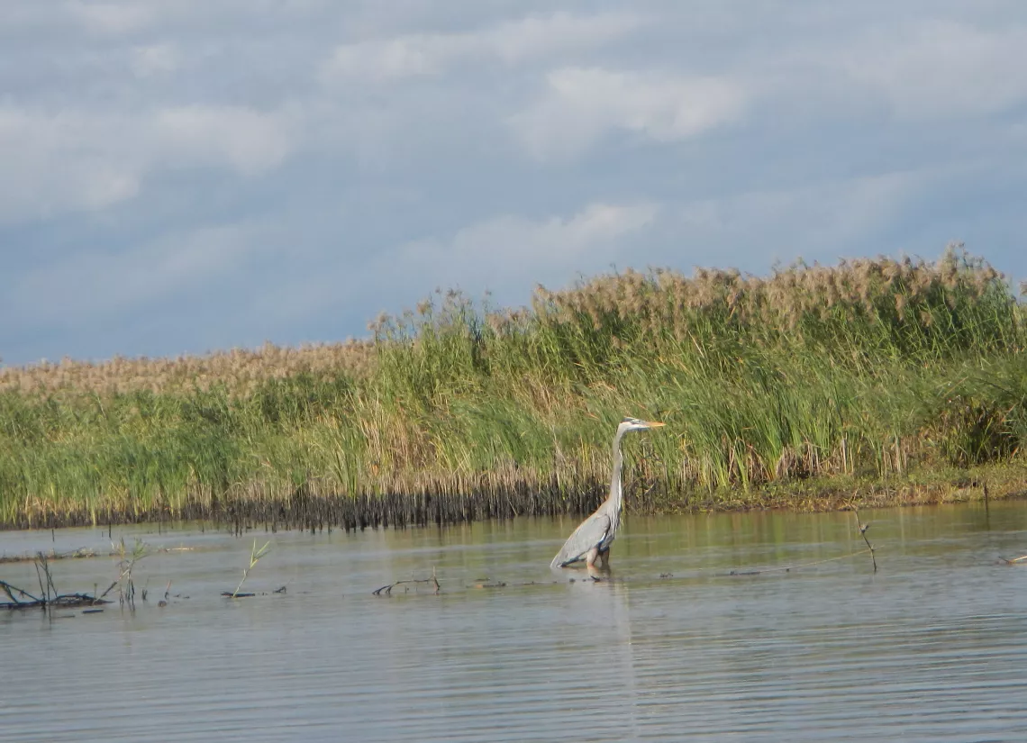 heron