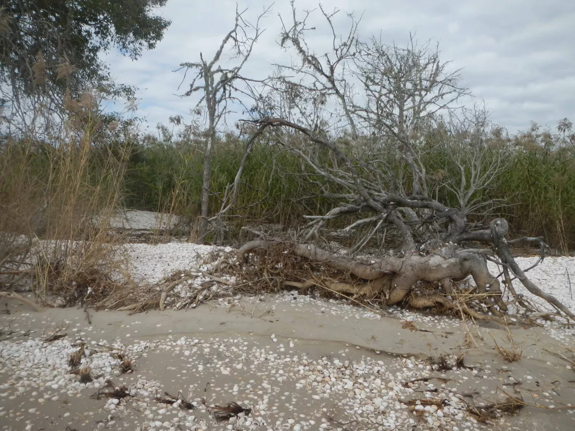 a tree upturned