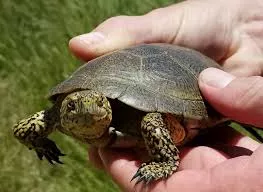 Western Pond Turtle