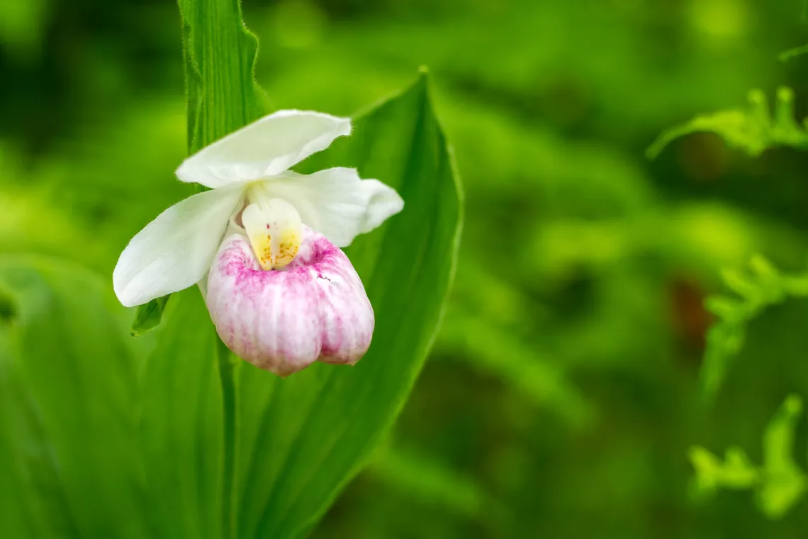 Lady Slipper