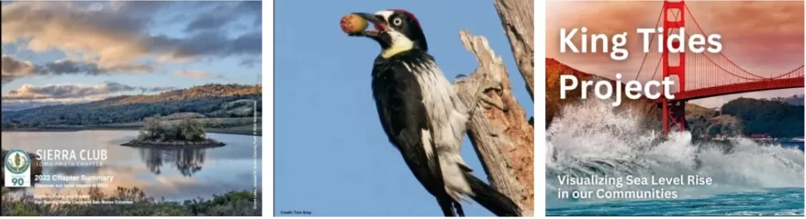 pictures of wetland, acorn woodpecker, king tides project representing conservation