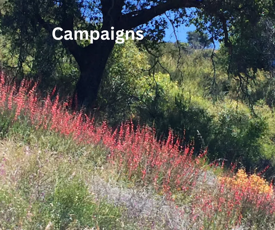 Meadow with wildflowers, text "campaigns"