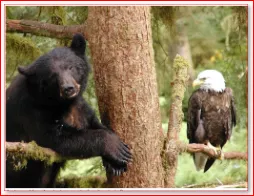 Bear_and_Eagle_thumb.PNG