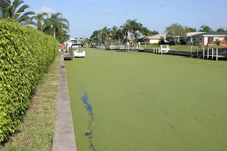 CC Canal - Green Algae..JPG