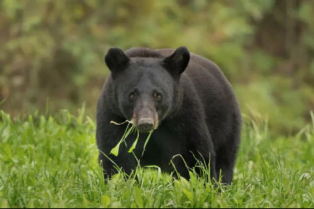 LA Black Bear.png