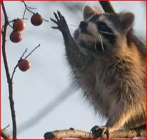 Raccoon_Reaching_Thumb.jpg