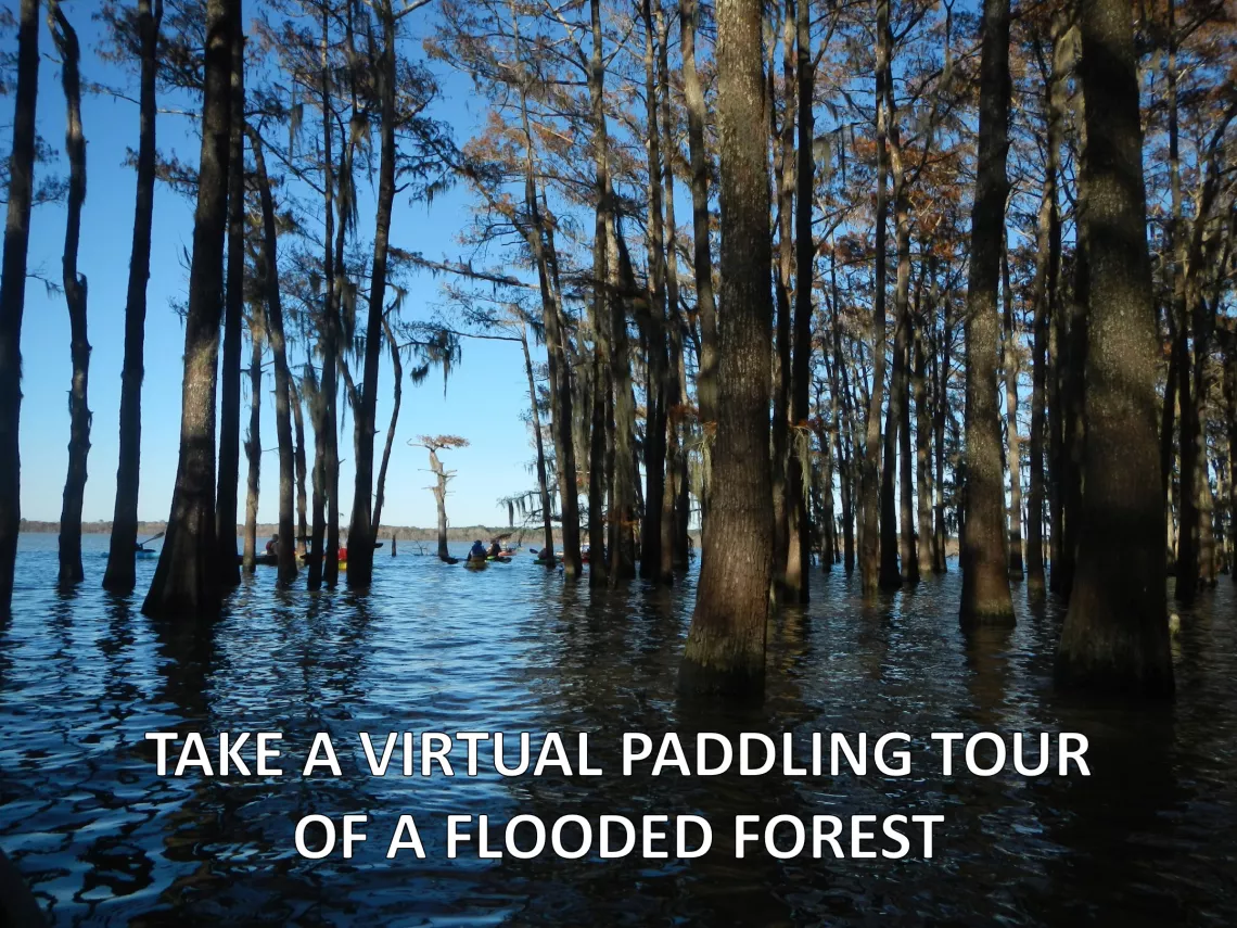 Take a Virtual Paddling Tour of a Flooded Forest.jpg
