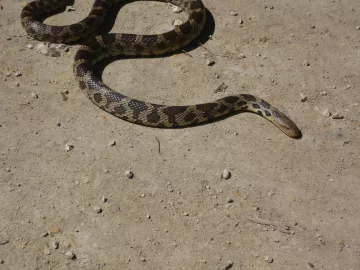 western fox snake