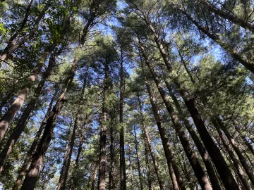 White Pine Tree canopy with a blue sky behind it