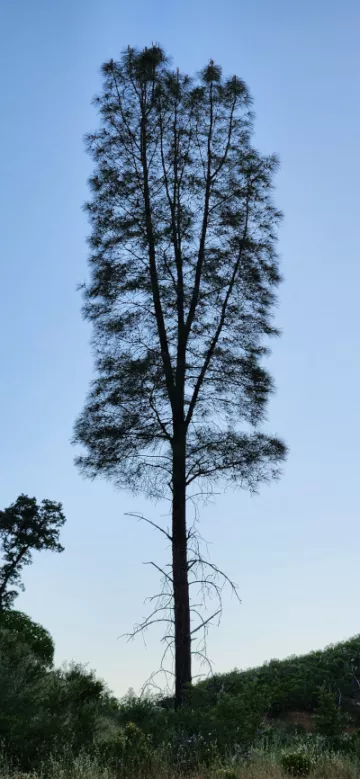 Gray Pine in Molok Luyuk