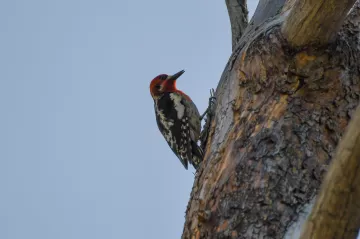 Red-breasted Sapsucker on a tree. 