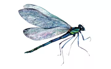 Watercolor illustration of a dragonfly