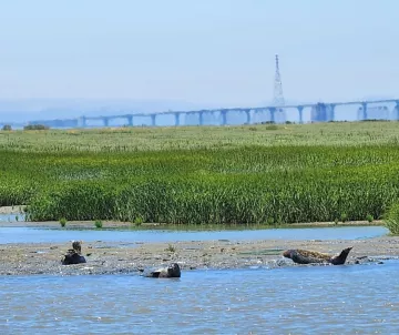 3 seals on sandbank, with eelgrass, and bridge in background