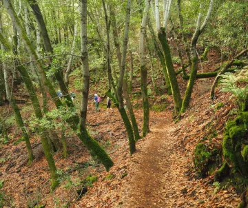 Hiking trail goes uphill in spring green forest