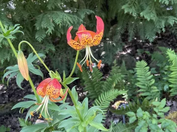 Beautiful leopard lily with ferns in background