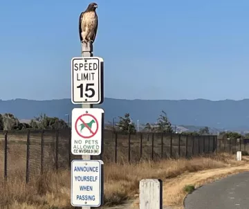A hawk sitting on top of a street sign pole next to a bike path