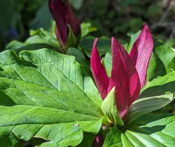 Dark red trillium flower and bright green leaves in sunlight