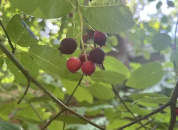 Red and purple berries on a tree with green leaves