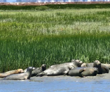 Pod of seals in front of water, grass behind, houses in far background