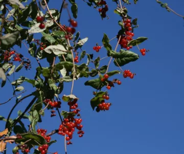 Red berries of lonicera hispedula against brilliant blue sky.