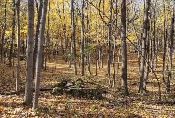 Mangan Woods with fall colors 