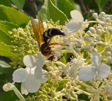 Eastern cicada killer