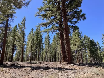 photo of thinned forest near Mammoth