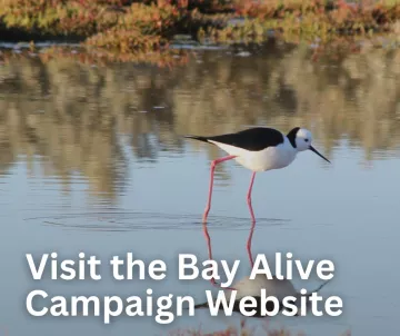 Bay Alive Campaign website