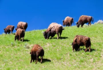 bison herd