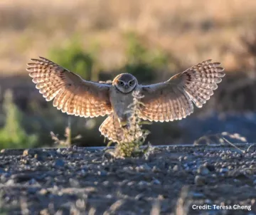 Burrowing owl