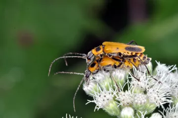 Soldier Beetles mating. Photo credit: Bob Suchanek