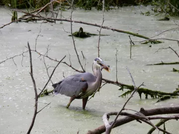 Great Blue Heron. Photo Credit: Bob Suchanek