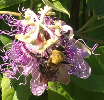 Planting native perennials provides food and shelter for local pollinators.