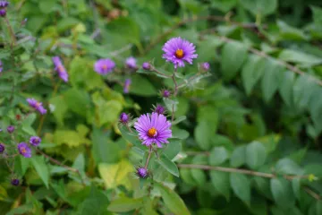 New England Aster