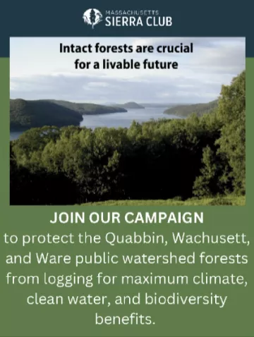 An image of a reservoir surrounded by trees with text intact forests are crucial for a livable future. Join our campaign