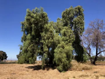 Pepper Tree on Parcel 1