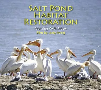 Text: Salt Pond Habitat Restorarion above a gaggle of penguins in front of water