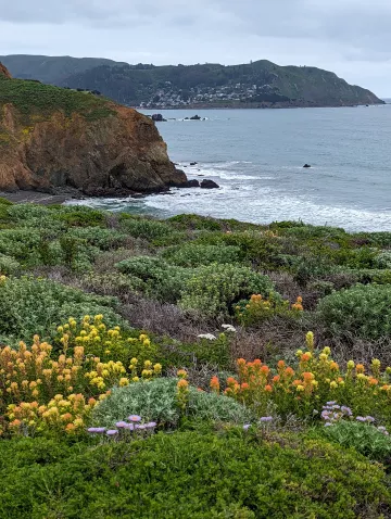 Coastal Blooms