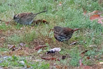 Fox Sparrow