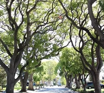 Street with canopy of tall leafy trees