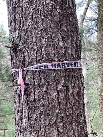 Tree trunk with timer harvest labeled pink tape on it