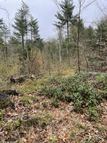 Stumps of logged trees around Wachusett reservoir