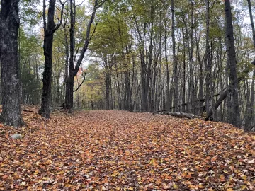 A wide path in a forest with fallen leaves on the ground