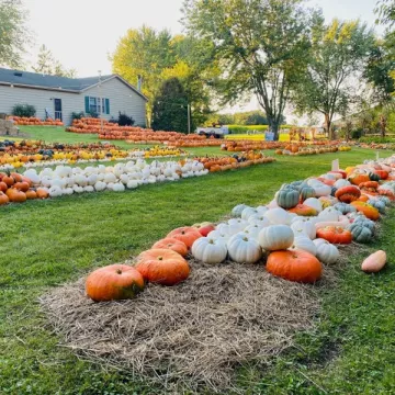 Fall Maze and Pumpkins